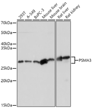 PSMA3 Rabbit Polyclonal Antibody