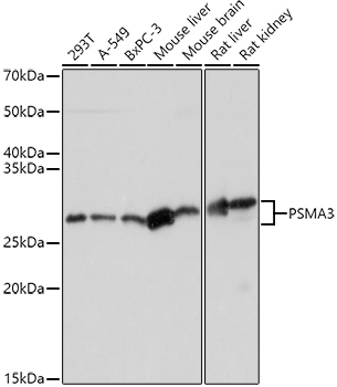 PSMA3 Rabbit Polyclonal Antibody