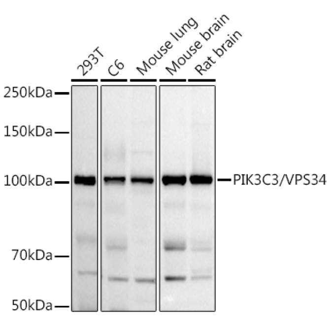 PIK3C3/VPS34 Rabbit Polyclonal Antibody
