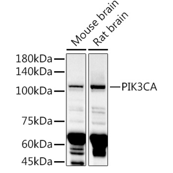 PIK3CA Rabbit Polyclonal Antibody