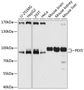 PEX5 Rabbit Polyclonal Antibody