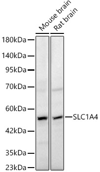 SLC1A4 Rabbit Polyclonal Antibody