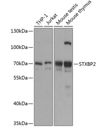 STXBP2 Rabbit Polyclonal Antibody