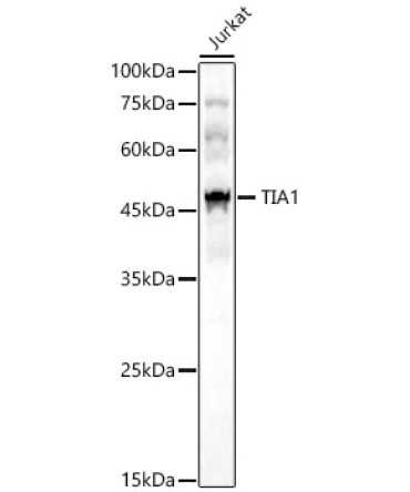 TIA1 Rabbit Polyclonal Antibody