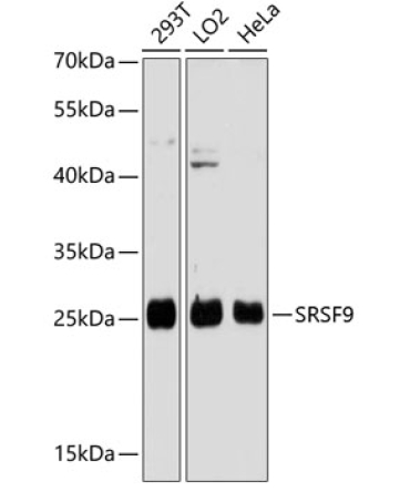 SFRS9 Rabbit Polyclonal Antibody