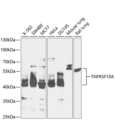 TNFRSF10A Rabbit Polyclonal Antibody
