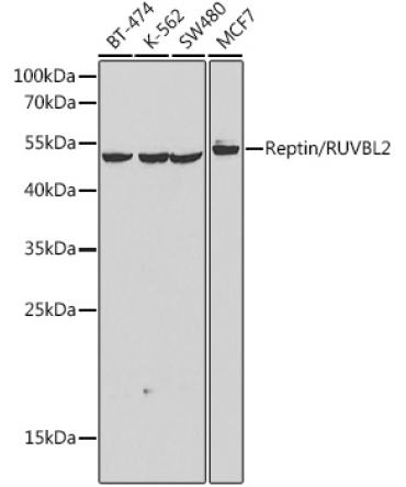 Reptin/RUVBL2 Rabbit Polyclonal Antibody