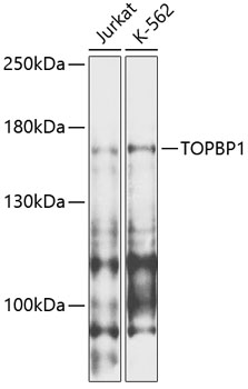 TOPBP1 Rabbit Polyclonal Antibody