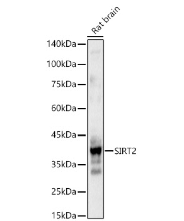 SIRT2 Rabbit Polyclonal Antibody