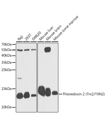 Thioredoxin 2 (Trx2/TXN2) Rabbit Polyclonal Antibody