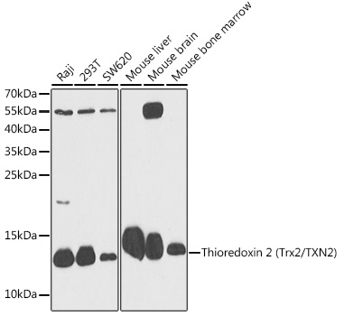 Thioredoxin 2 (Trx2/TXN2) Rabbit Polyclonal Antibody