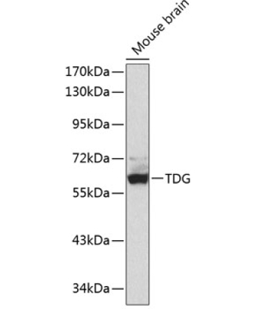 TDG Rabbit Polyclonal Antibody