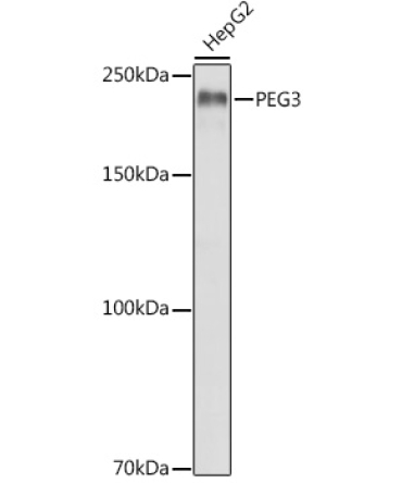 PEG3 Rabbit Polyclonal Antibody