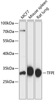 TFPI Rabbit Polyclonal Antibody