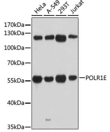 POLR1E Rabbit Polyclonal Antibody