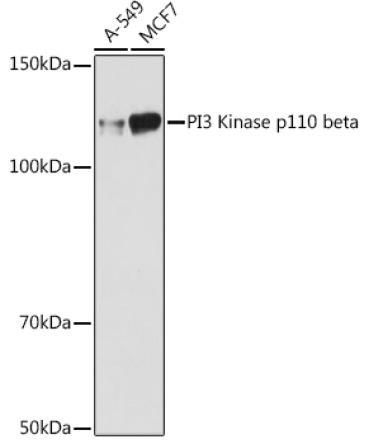 PI3 Kinase p110 beta Rabbit Monoclonal Antibody