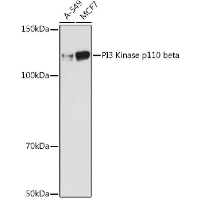 PI3 Kinase p110 beta Rabbit Monoclonal Antibody