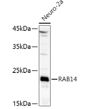 RAB14 Rabbit Polyclonal Antibody