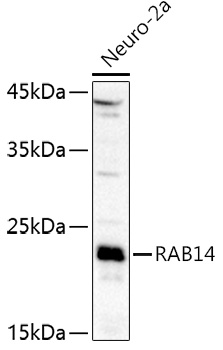 RAB14 Rabbit Polyclonal Antibody