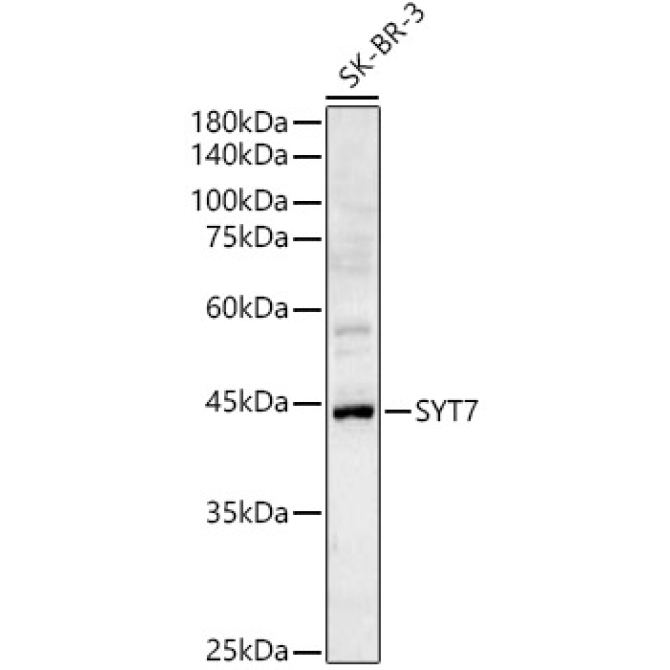 SYT7 Rabbit Polyclonal Antibody