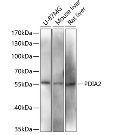 PDIA2 Rabbit Polyclonal Antibody