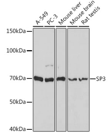 SP3 Rabbit Polyclonal Antibody