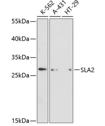 SLA2 Rabbit Polyclonal Antibody