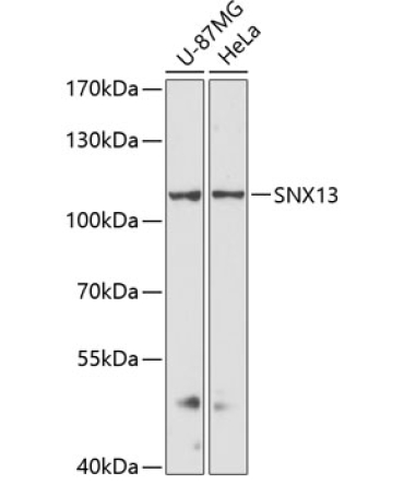 SNX13 Rabbit Polyclonal Antibody