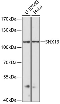 SNX13 Rabbit Polyclonal Antibody
