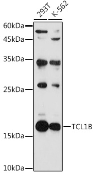 TCL1B Rabbit Polyclonal Antibody