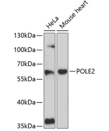 POLE2 Rabbit Polyclonal Antibody