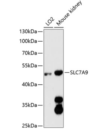 SLC7A9 Rabbit Polyclonal Antibody