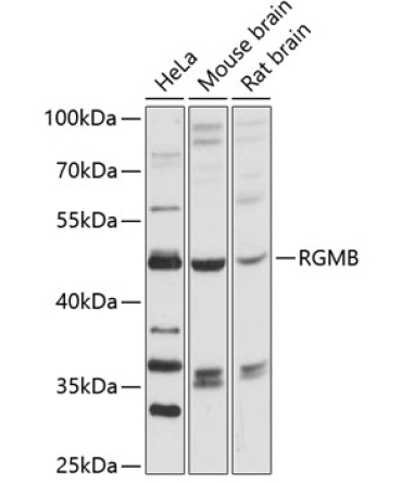 RGMB Rabbit Polyclonal Antibody