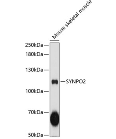 SYNPO2 Rabbit Polyclonal Antibody