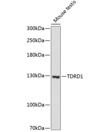 TDRD1 Rabbit Polyclonal Antibody
