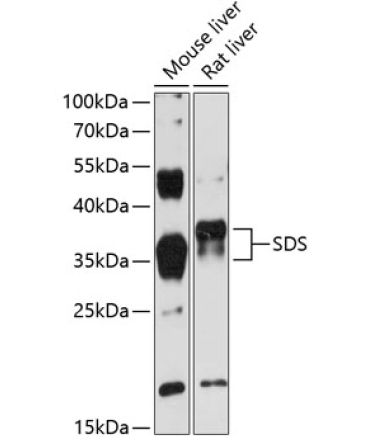 SDS Rabbit Polyclonal Antibody