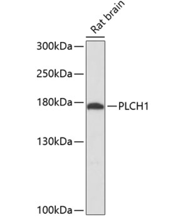 PLCH1 Rabbit Polyclonal Antibody