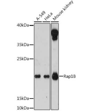 Rap1B Rabbit Polyclonal Antibody