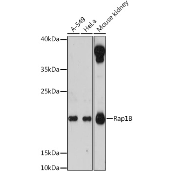 Rap1B Rabbit Polyclonal Antibody