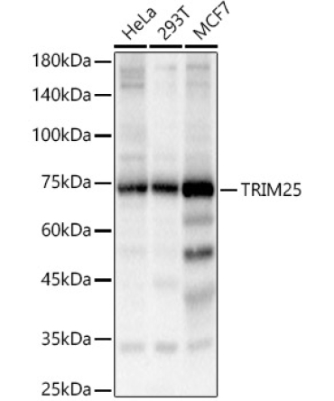 TRIM25 Rabbit Polyclonal Antibody