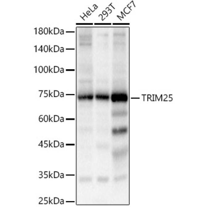 TRIM25 Rabbit Polyclonal Antibody
