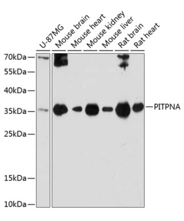 PITPNA Rabbit Polyclonal Antibody