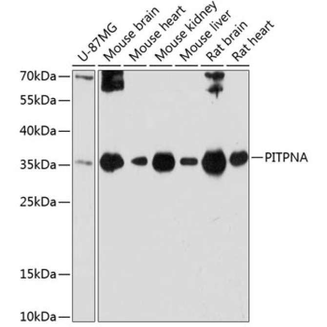 PITPNA Rabbit Polyclonal Antibody