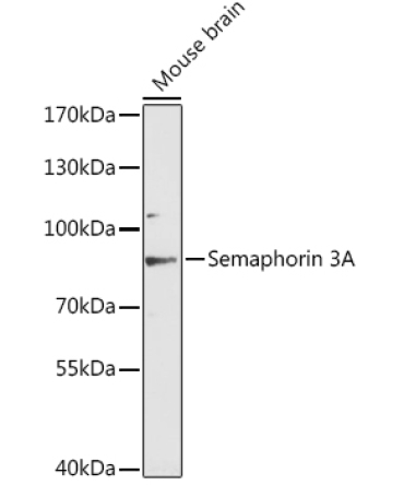 Semaphorin 3A Rabbit Polyclonal Antibody