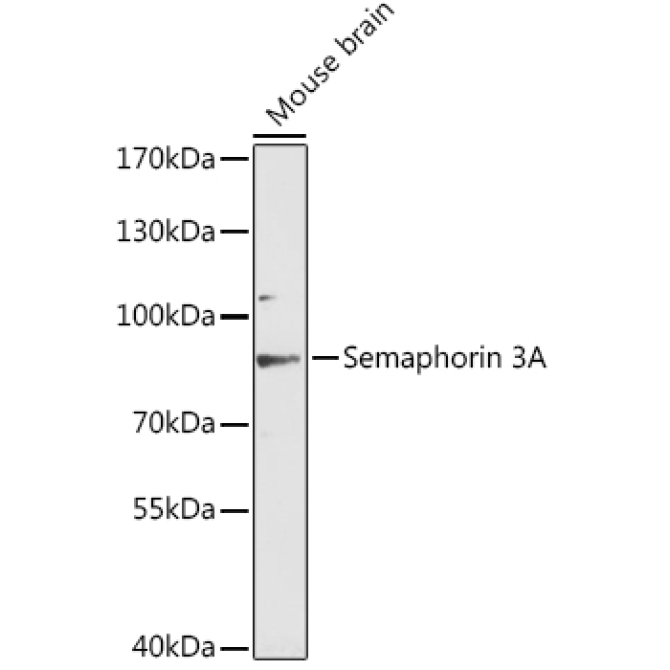 Semaphorin 3A Rabbit Polyclonal Antibody