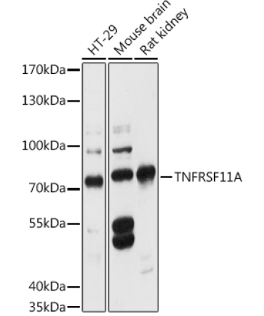 TNFRSF11A Rabbit Polyclonal Antibody
