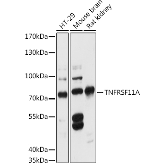 TNFRSF11A Rabbit Polyclonal Antibody