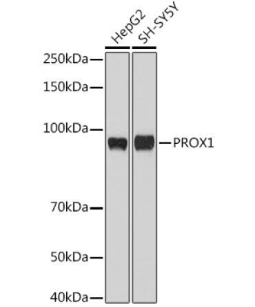 PROX1 Rabbit Polyclonal Antibody
