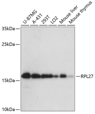 RPL27 Rabbit Polyclonal Antibody