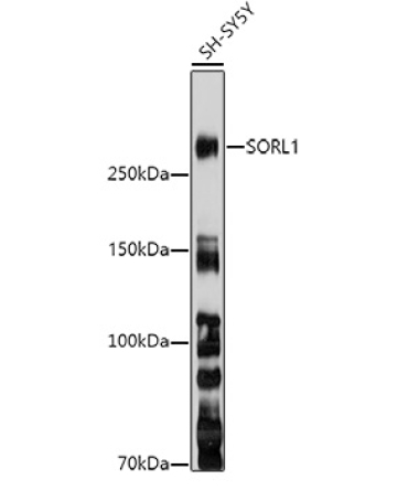 SORL1 Rabbit Polyclonal Antibody